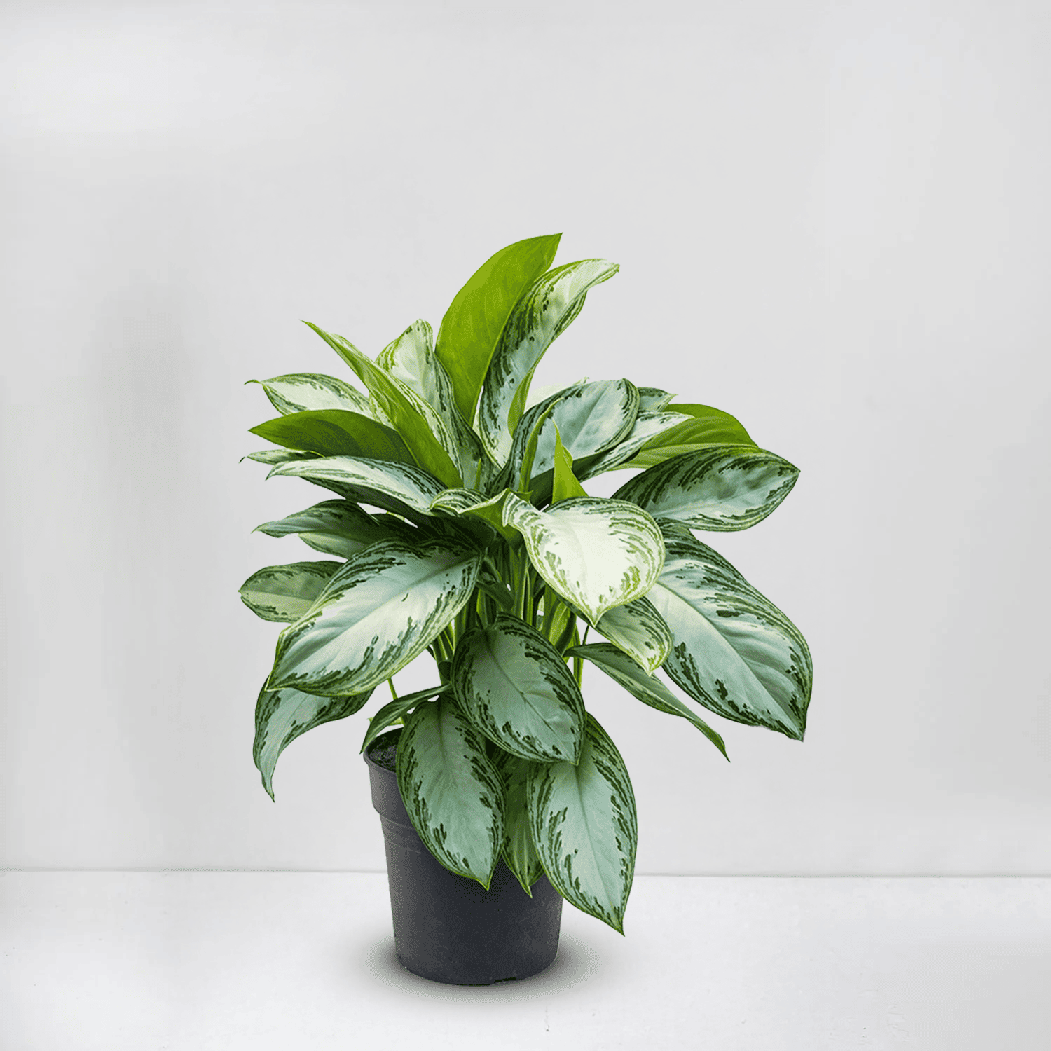 Aglaonema ‘silver bay’