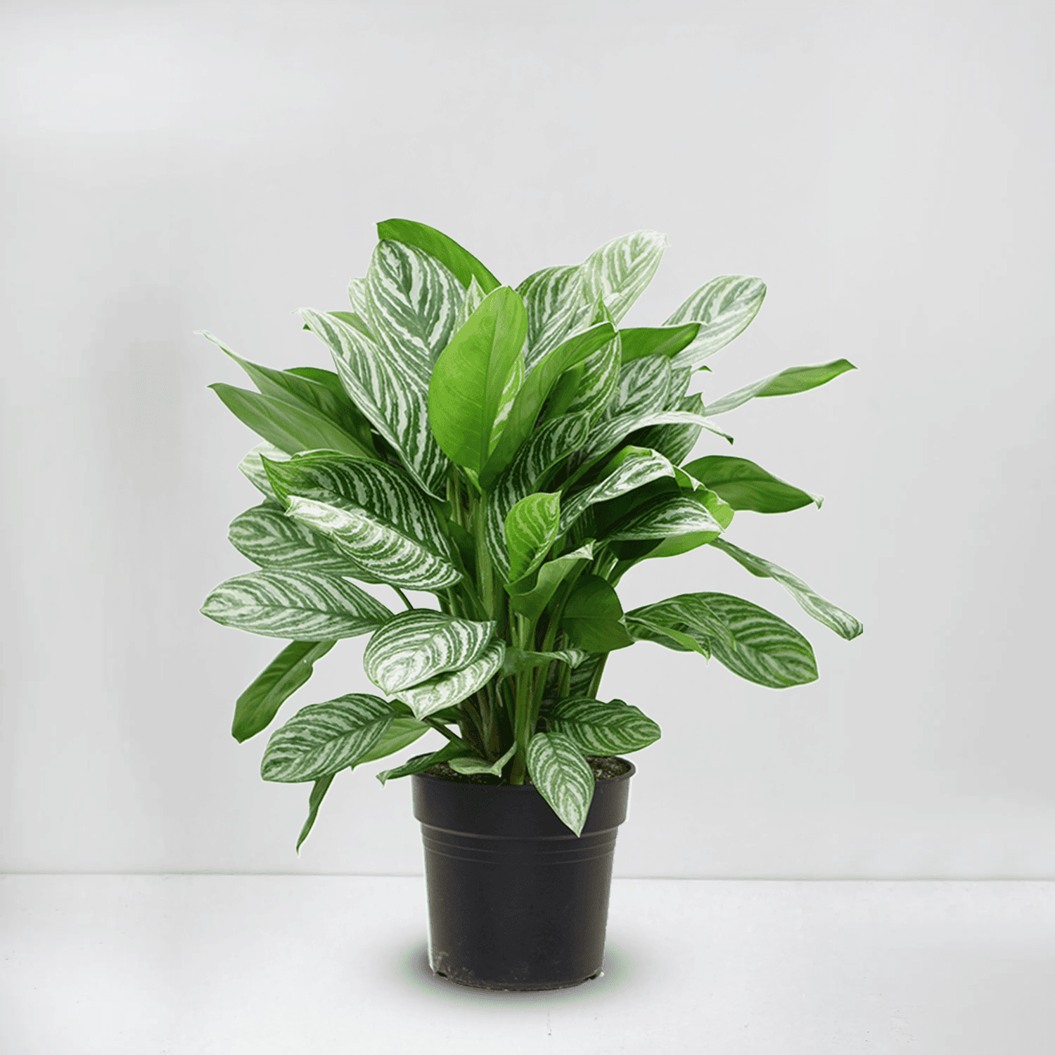 Aِglaonema 'stripes'