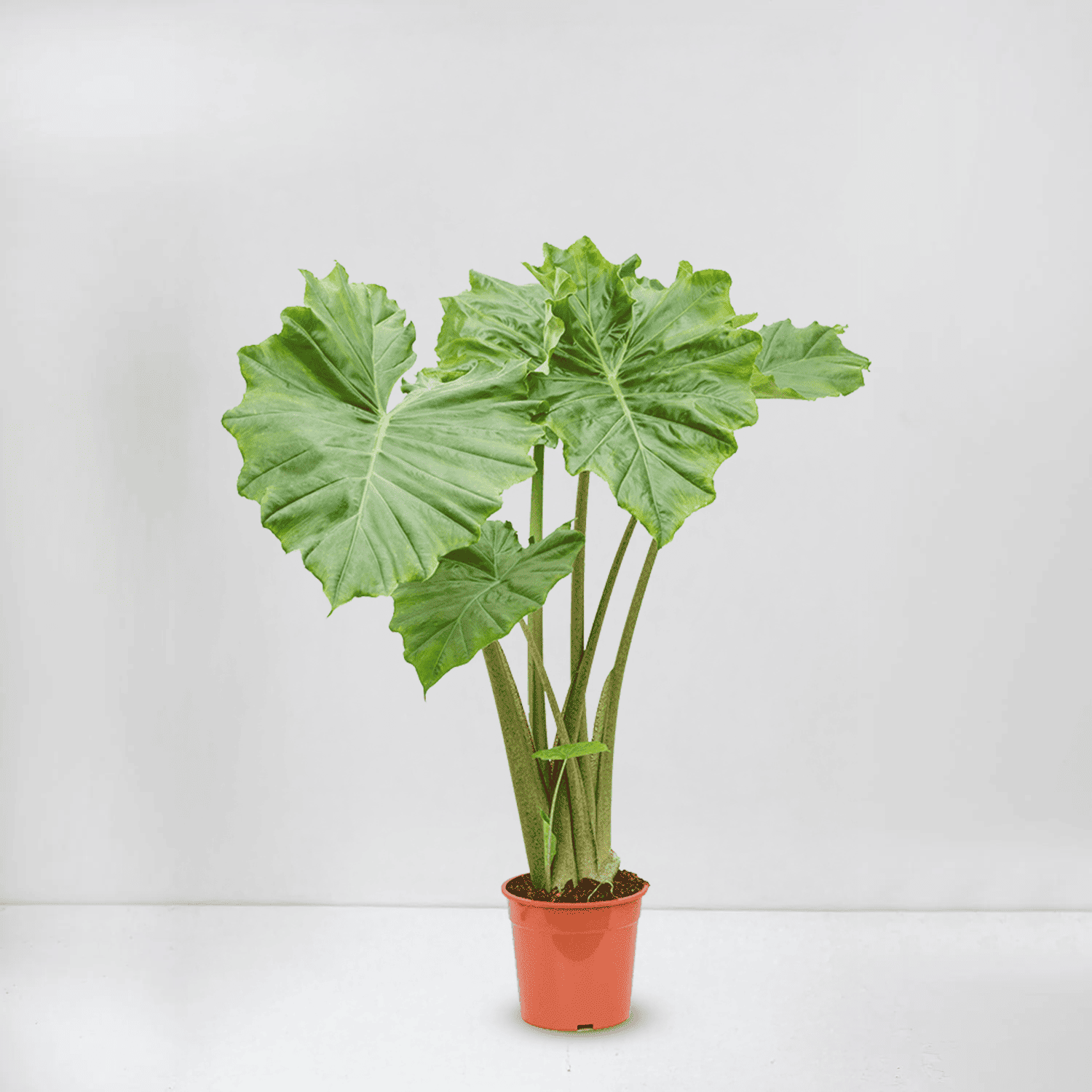 Alocasia portadora