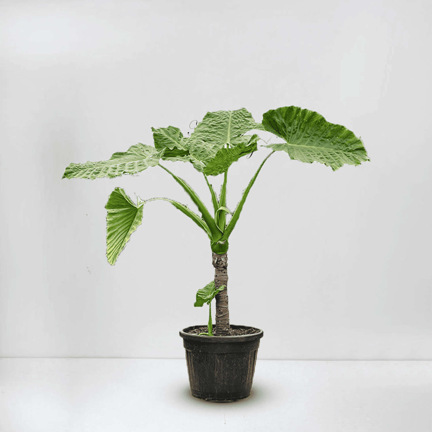 Alocasia macrorrhiza