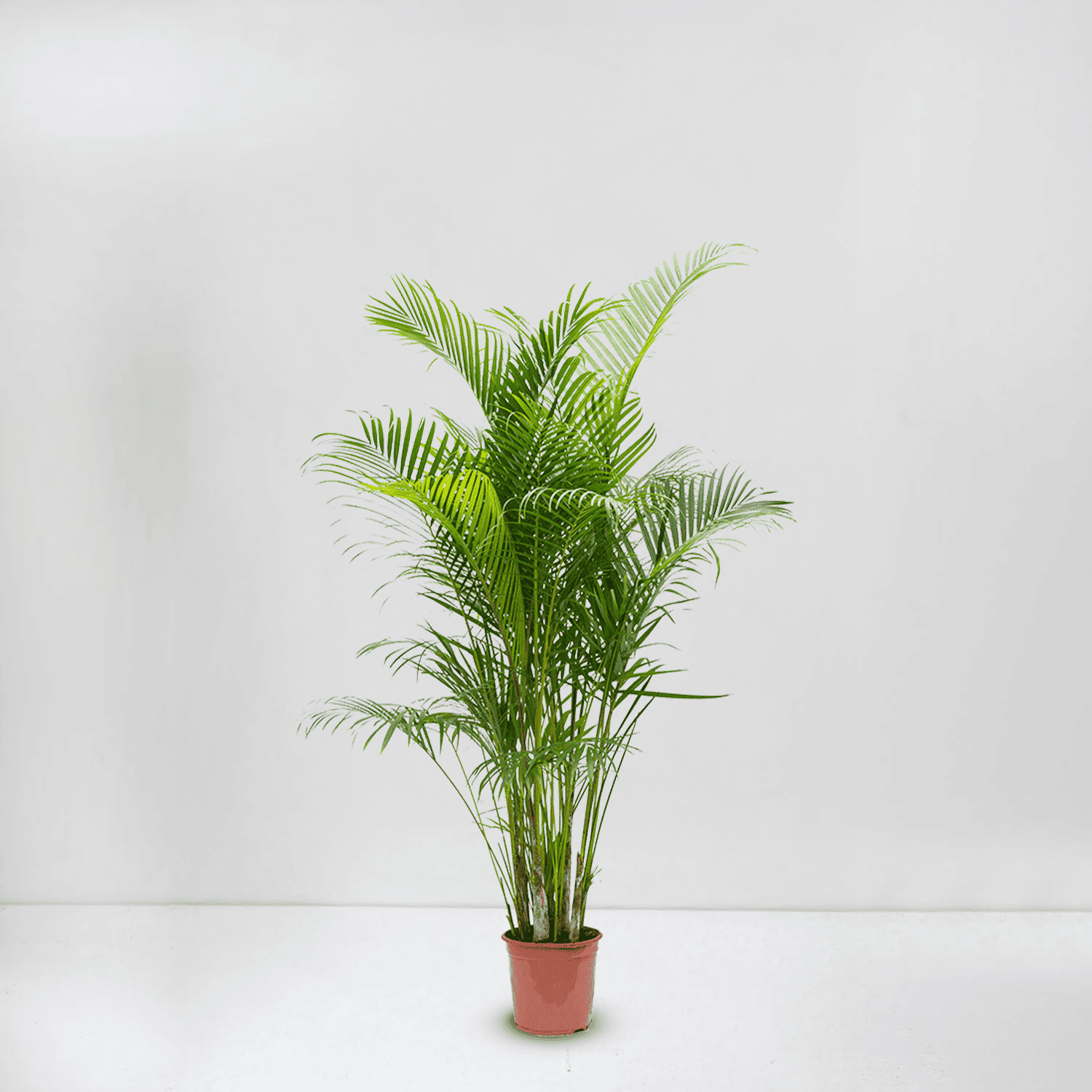 Areca Palm