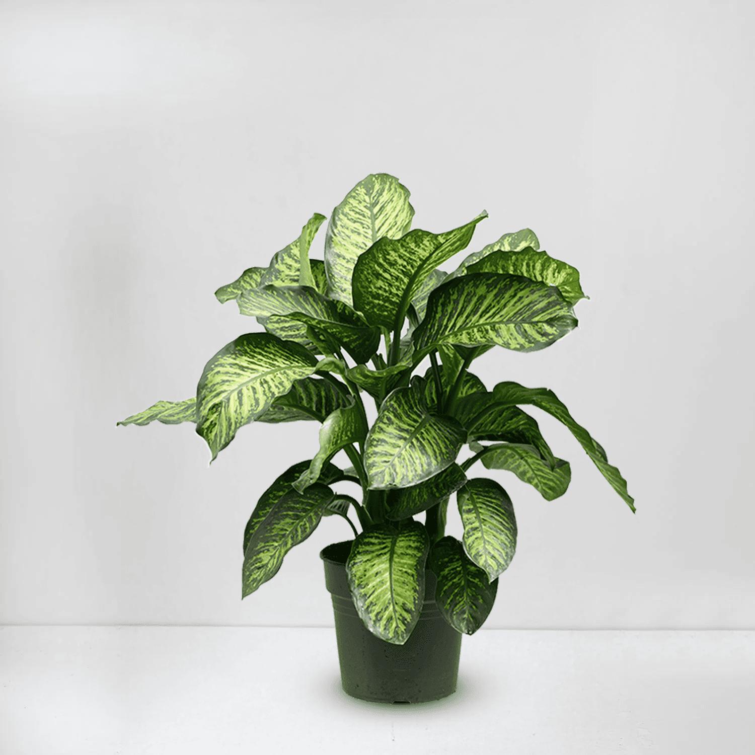 dieffenbachia seguine