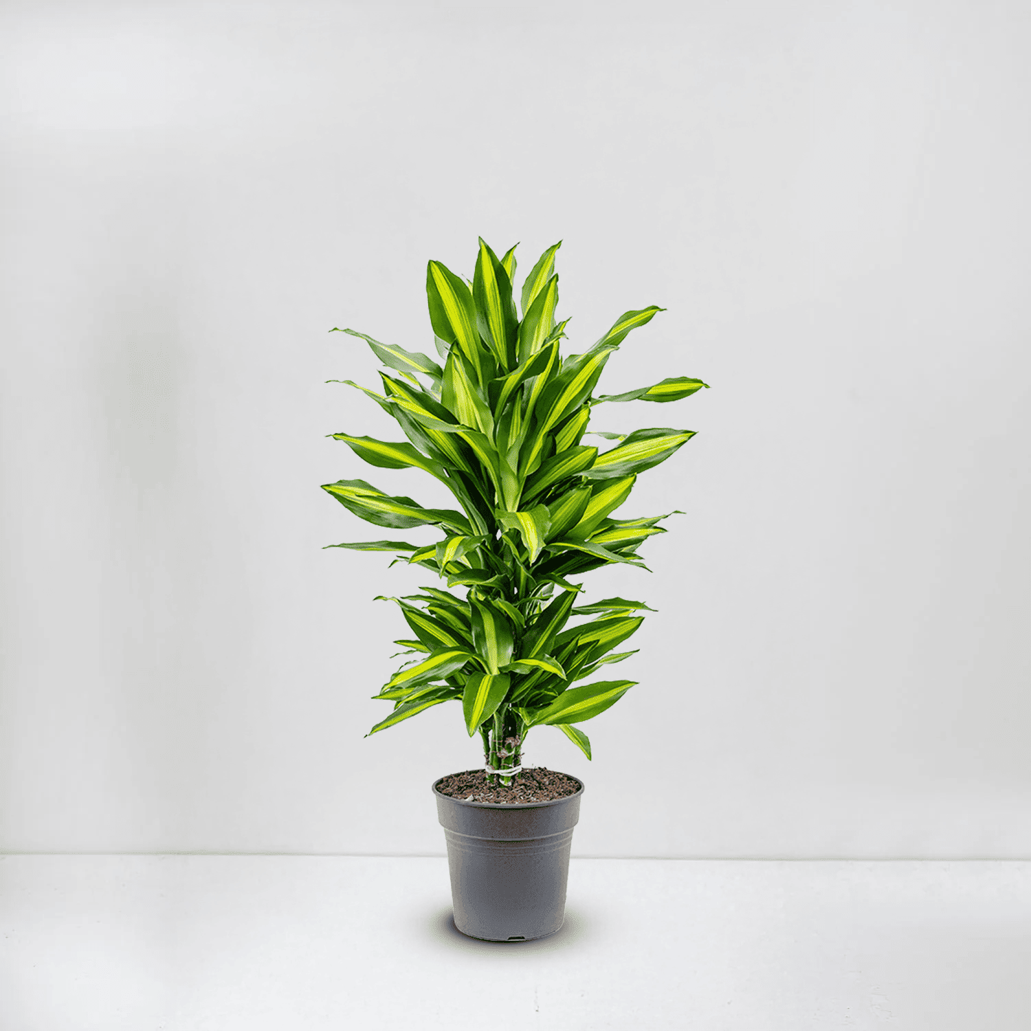 dracaena fragrans ‘cintho’