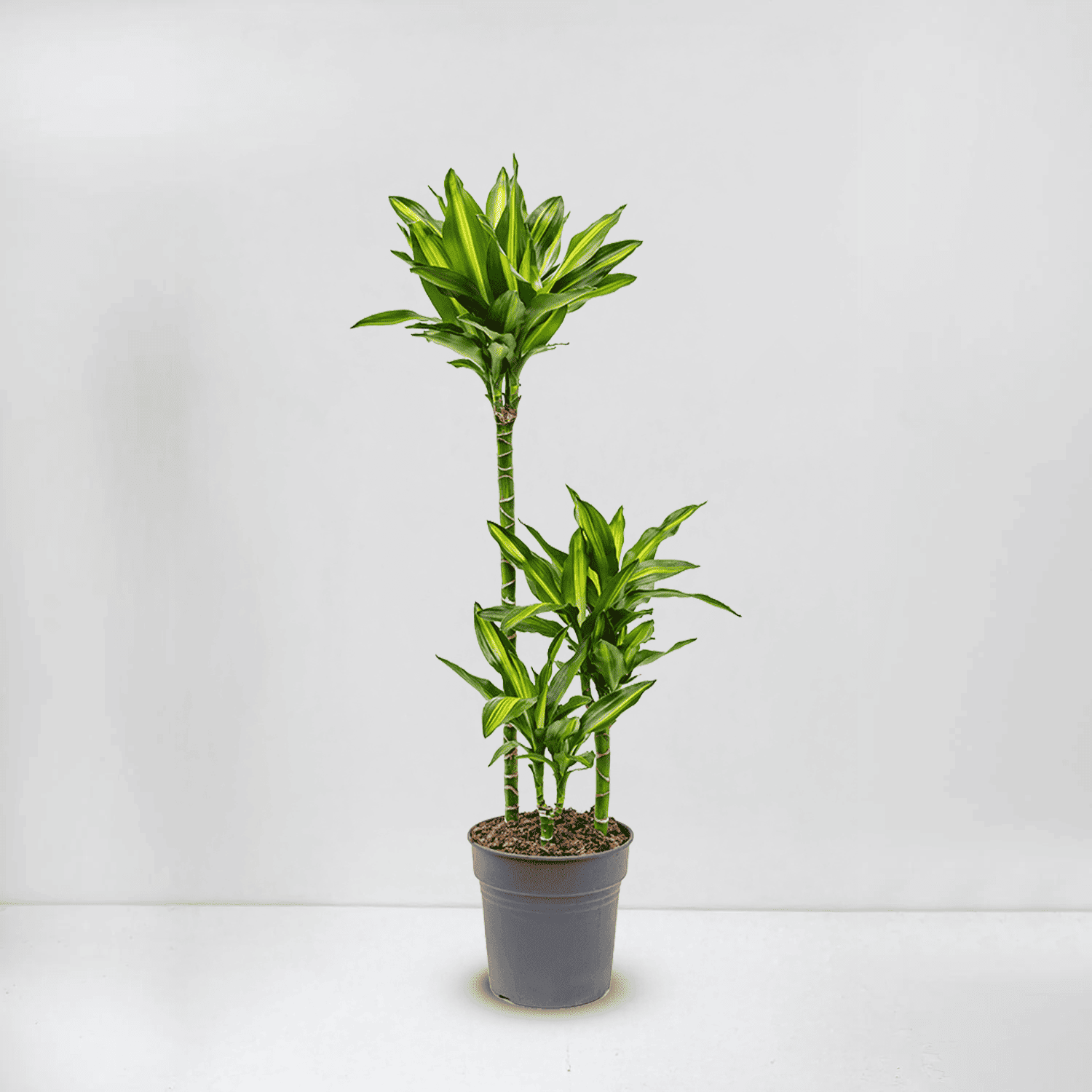 dracaena fragrans ‘cintho’