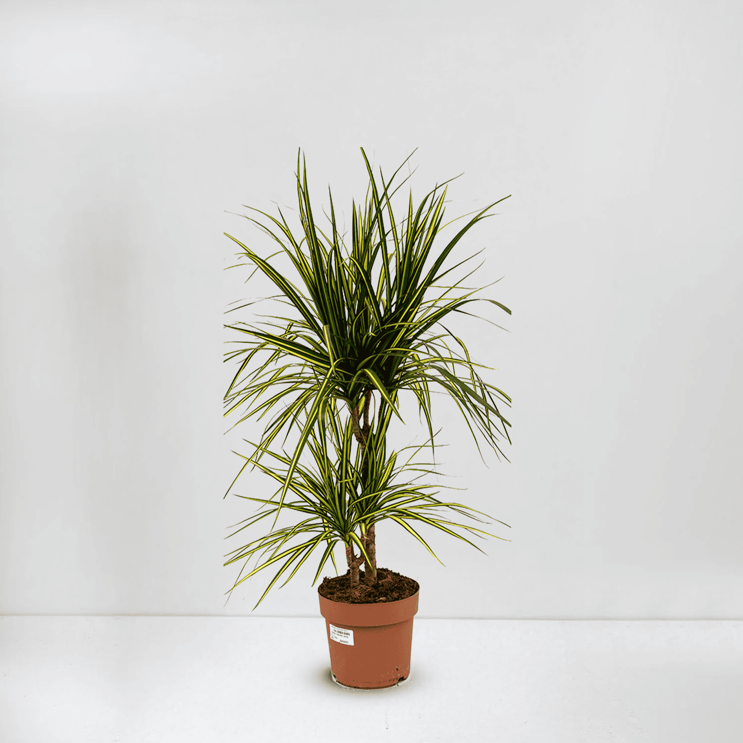 dracaena marginata