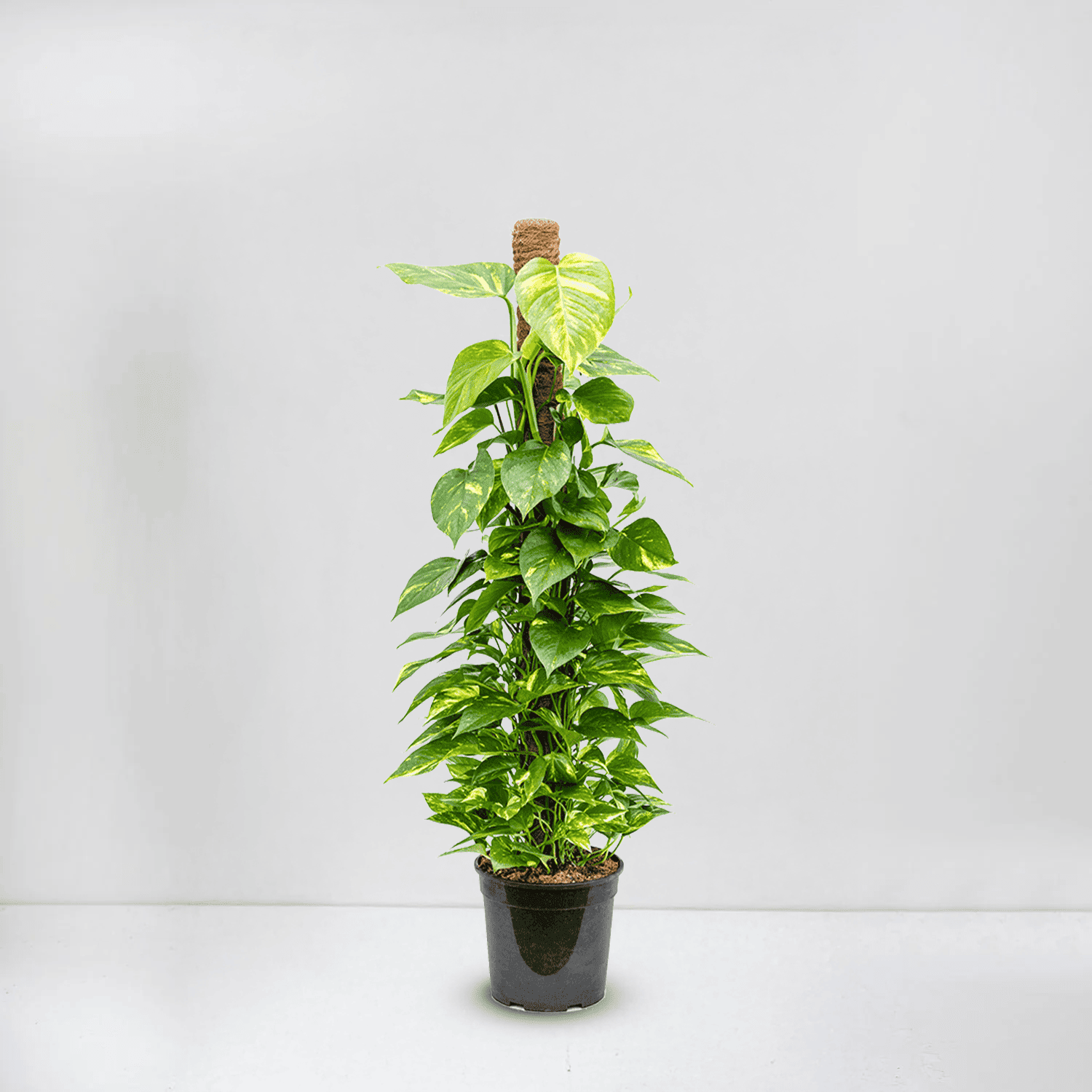 Golden Pothos, epipremnum aureum