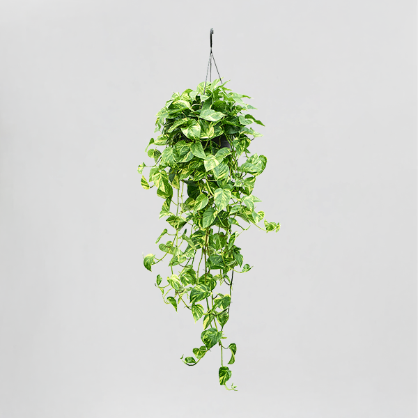 pothos , epipremnum aureum – hanging