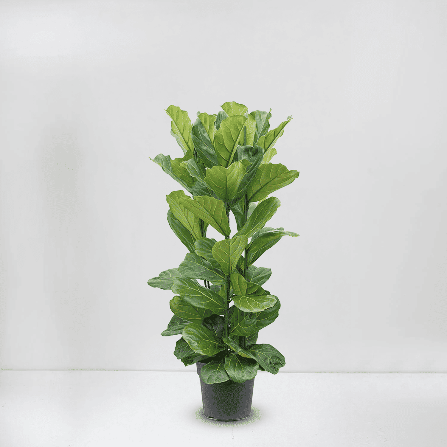 ficus lyrata – bush