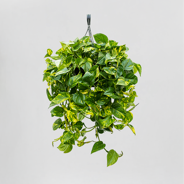 golden pothos