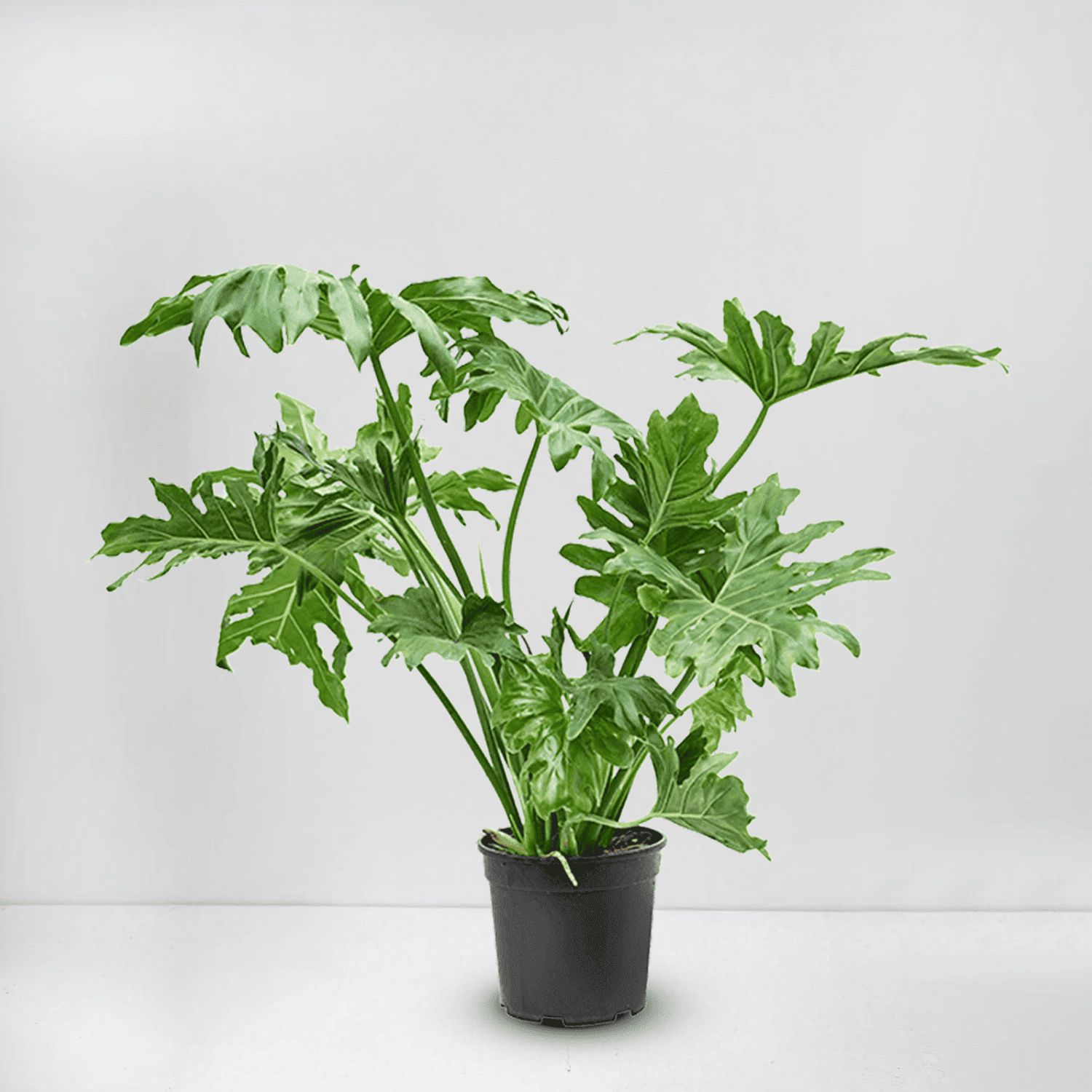 philodendron selloum